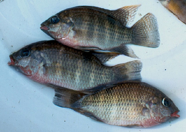 Pelmatochromis buettikoferi (Steindachner, 1894)